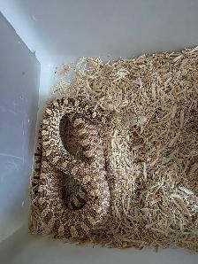 snakes for sale