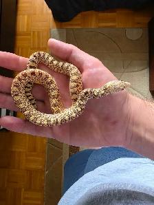 snakes for sale - Photo 2