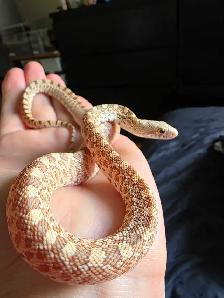 snakes for sale - Photo 3