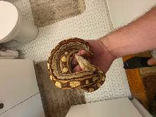 snakes for sale - Photo 4