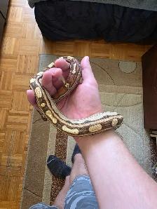 snakes for sale - Photo 6