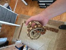 snakes for sale - Photo 7