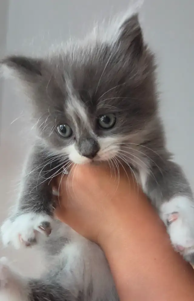 Cute Kittens