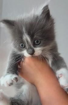 Cute Kittens