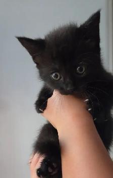 Cute Kittens - Photo 2