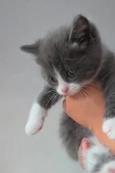 Cute Kittens - Photo 3