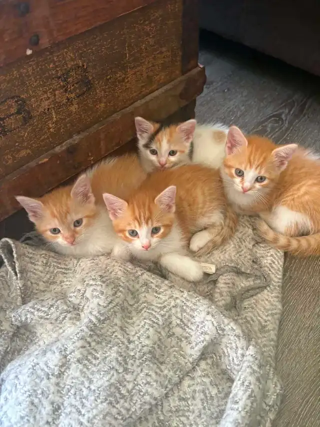 kittens!