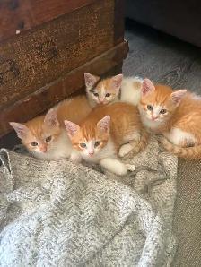 kittens!