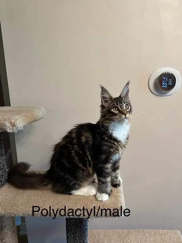 Polydactyl Maine Coon Kittens