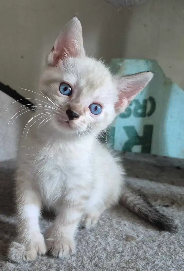 BENGAL FEMELLE 514-501-9810
