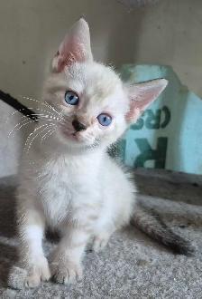 BENGAL FEMELLE 514-501-9810