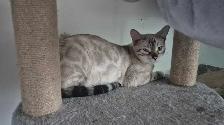 BENGAL FEMELLE 514-501-9810 - Photo 4