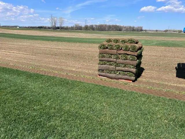 FARM FRESH SOD CUT DAILY