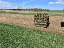 FARM FRESH SOD CUT DAILY
