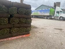 FARM FRESH SOD CUT DAILY