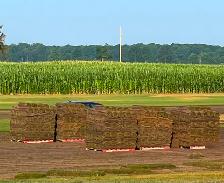 FARM FRESH SOD CUT DAILY - Photo 4