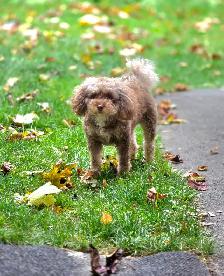 Wanted: Exceptional Senior Tenant & Sweet Poodle Seeking 1-Level