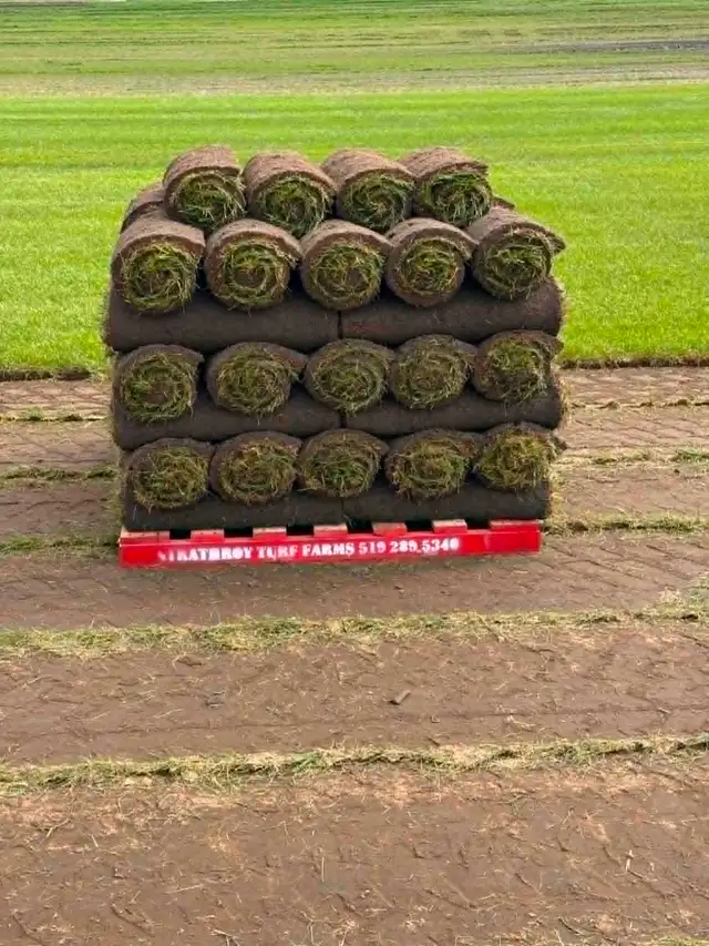 FARM FRESH SOD CUT DAILY