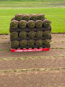 FARM FRESH SOD CUT DAILY