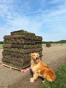FARM FRESH SOD CUT DAILY - Photo 4