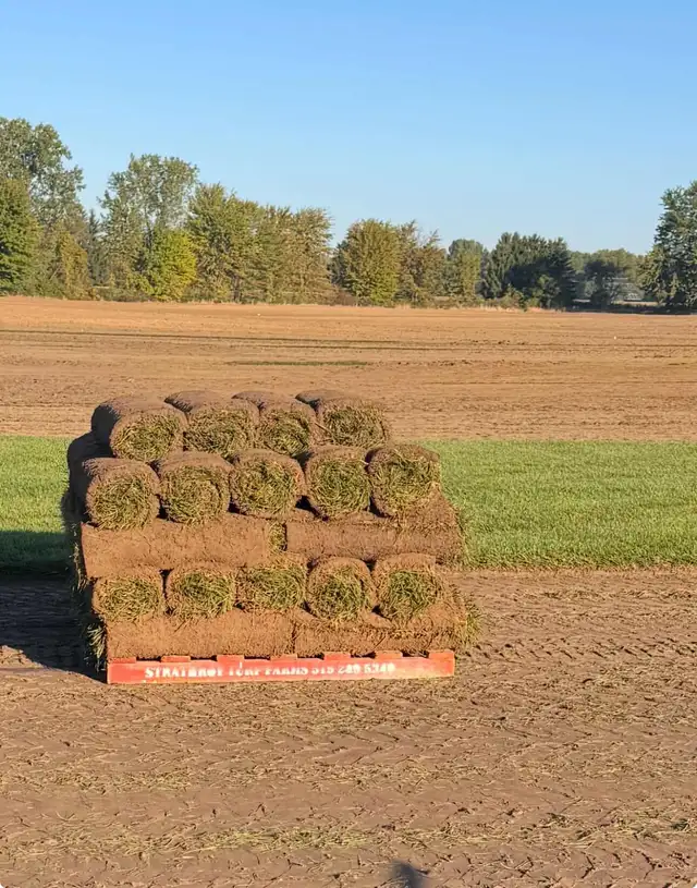 FARM FRESH SOD CUT DAILY