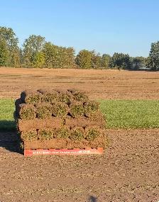 FARM FRESH SOD CUT DAILY