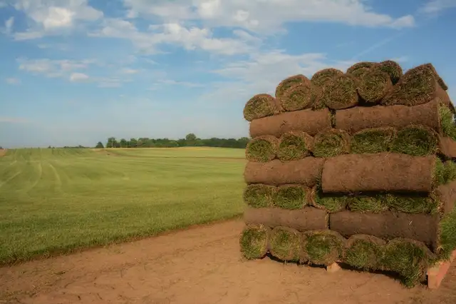 FARM FRESH SOD CUT DAILY