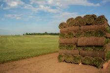 FARM FRESH SOD CUT DAILY