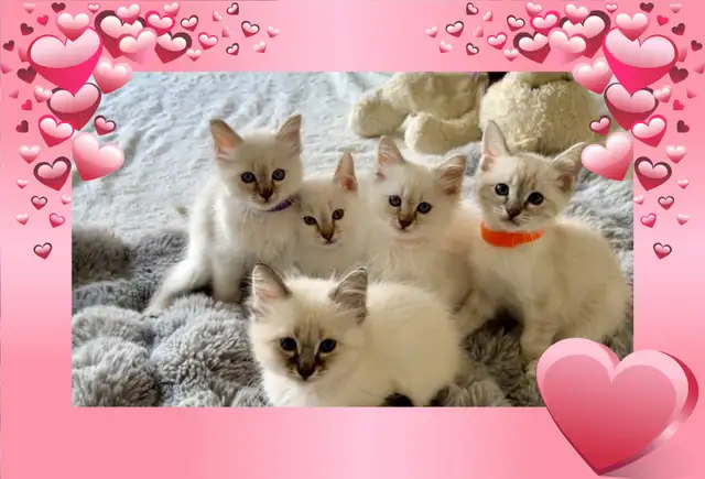 Stunning Blue-eyed Lynx Point kittens-chaton hypoallergenique