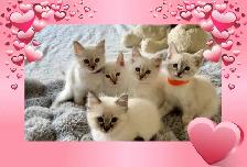 Stunning Blue-eyed Lynx Point kittens-chaton hypoallergenique