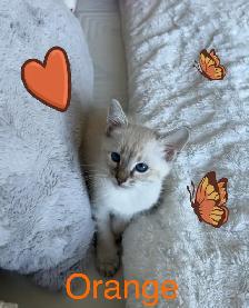 Stunning Blue-eyed Lynx Point kittens-chaton hypoallergenique - Photo 2