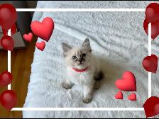 Stunning Blue-eyed Lynx Point kittens-chaton hypoallergenique - Photo 3