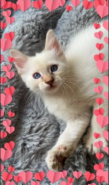Stunning Blue-eyed Lynx Point kittens-chaton hypoallergenique - Photo 4