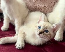 Stunning Blue-eyed Lynx Point kittens-chaton hypoallergenique - Photo 6