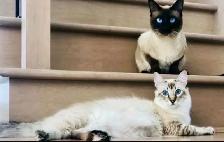 Stunning Blue-eyed Lynx Point kittens-chaton hypoallergenique - Photo 7