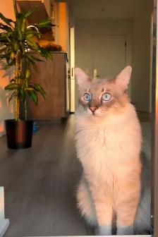Stunning Blue-eyed Lynx Point kittens-chaton hypoallergenique - Photo 8