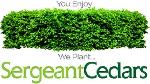 HUGE SALE ON CEDAR TREES - Photo 3
