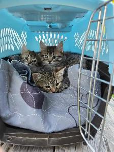 Kittens Free to Good Home