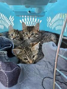 Kittens Free to Good Home - Photo 2