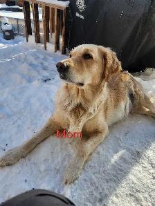 Purebred Golden Retrievers - Photo 2