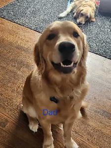 Purebred Golden Retrievers - Photo 3