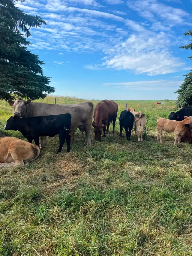 Cow calf pairs