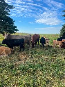 Cow calf pairs