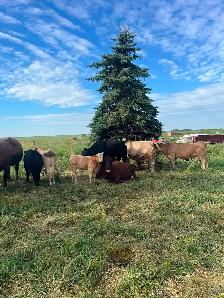 Cow calf pairs - Photo 2