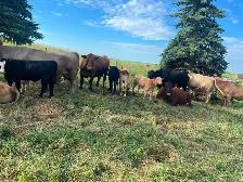 Cow calf pairs - Photo 3