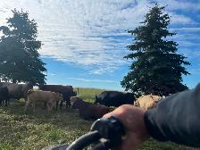 Cow calf pairs - Photo 4