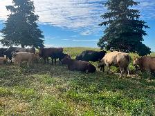 Cow calf pairs - Photo 5