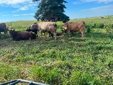 Cow calf pairs - Photo 6