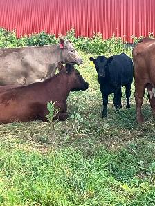 Cow calf pairs - Photo 7