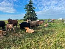 Cow calf pairs - Photo 8